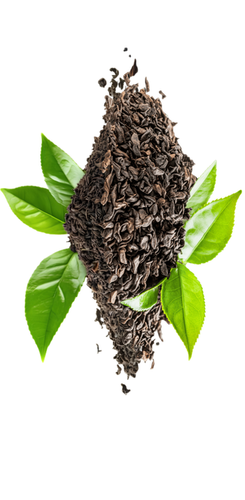 Darjeeling & Assam Teas